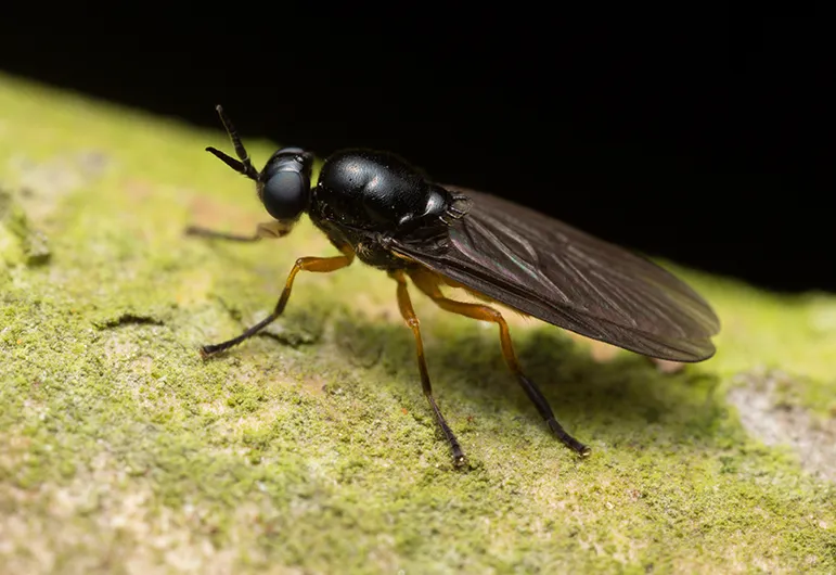 Black Soldier Fly