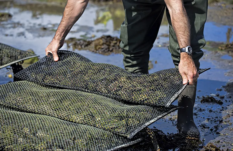 Shellfish