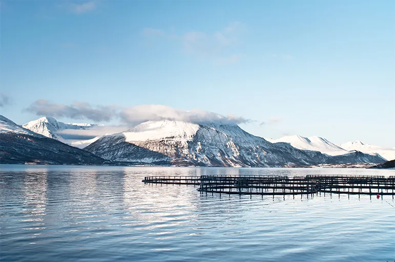 Farmed Salmon