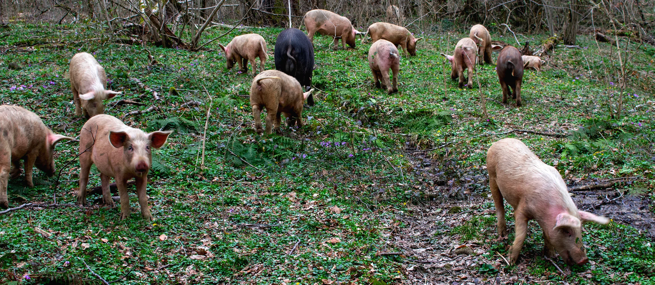 Eine Herde von Trüffelschweinen ist auf der Suche nach Trüffeln, die im Wald verborgen sind.