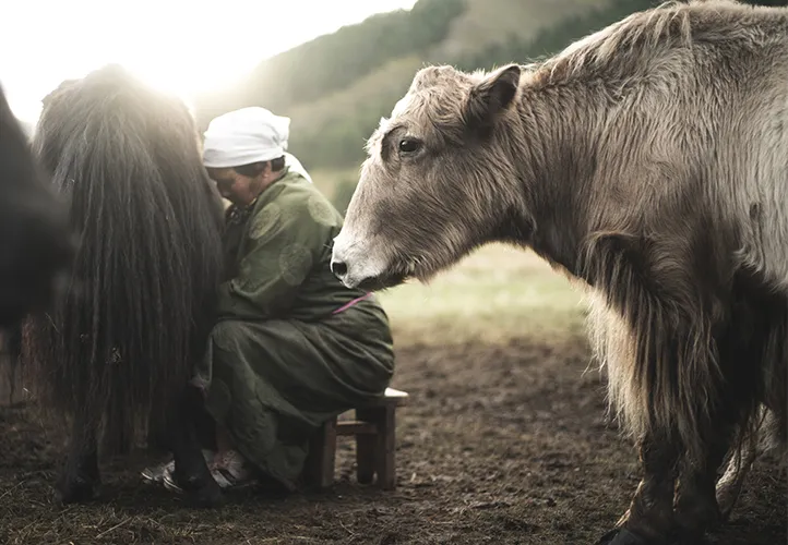 Milking cow