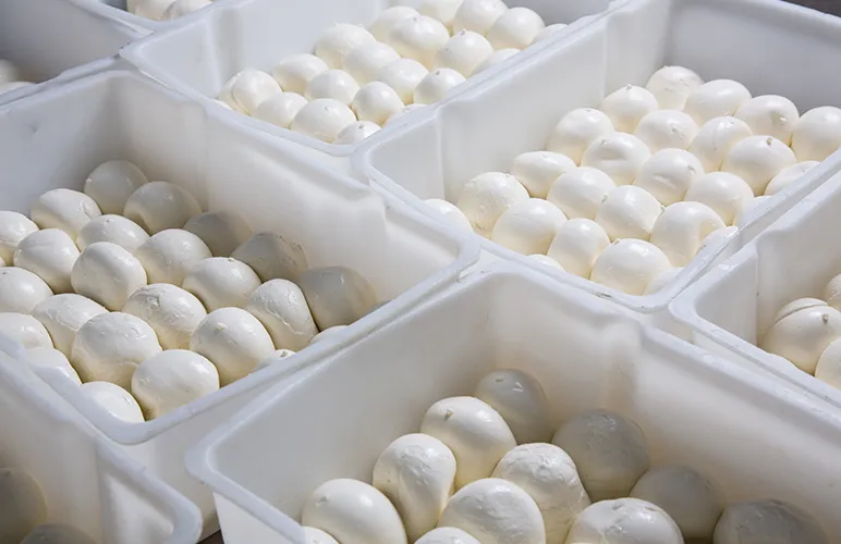 mozzarella cheese balls
