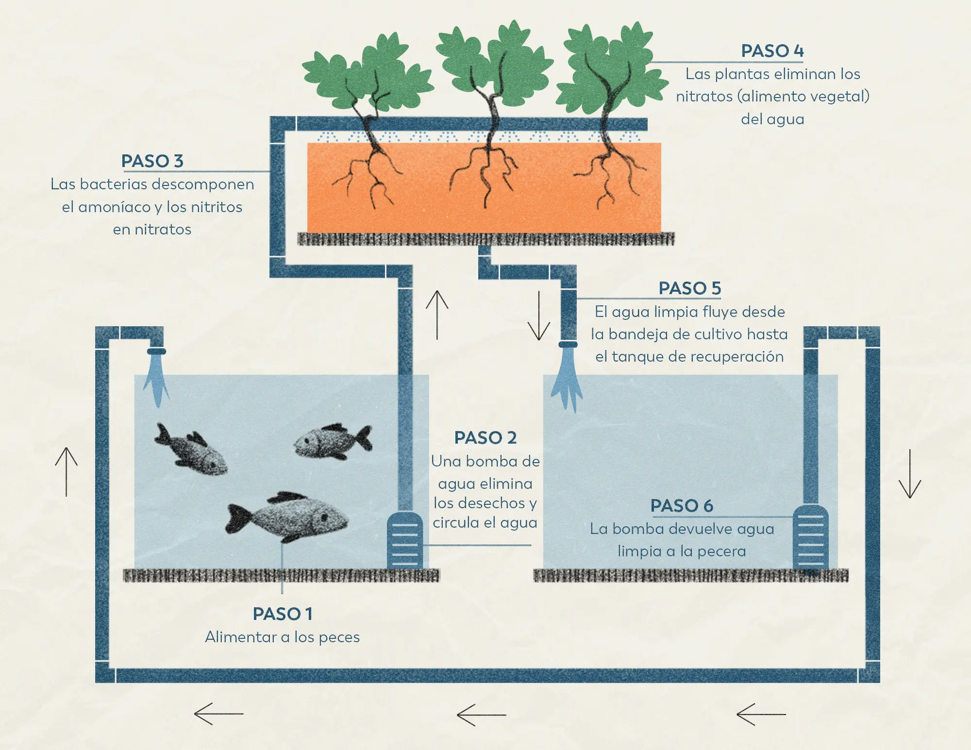 El sistema de acuaponía 