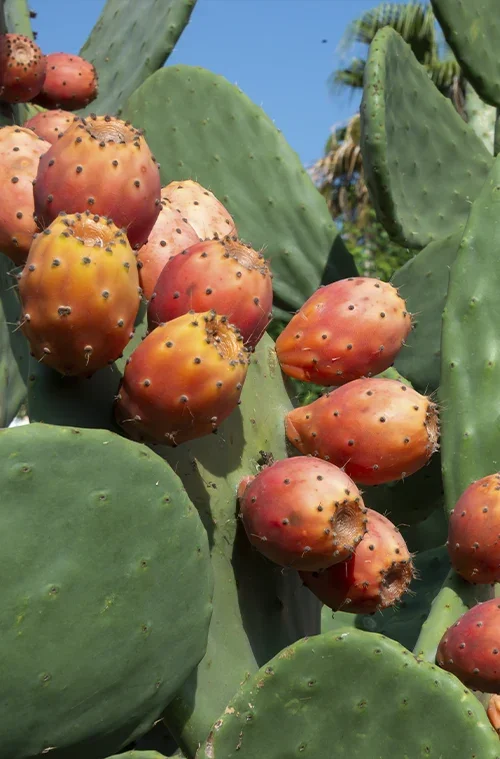 The prickly pear is considered invasive in Australia, Ethiopia, South Africa, and Hawaii, among other locations