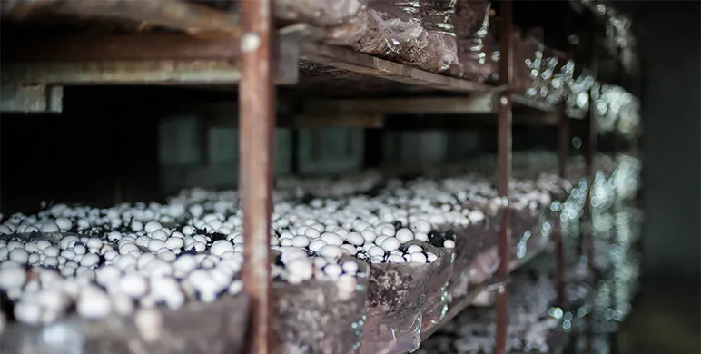 Mushrooms