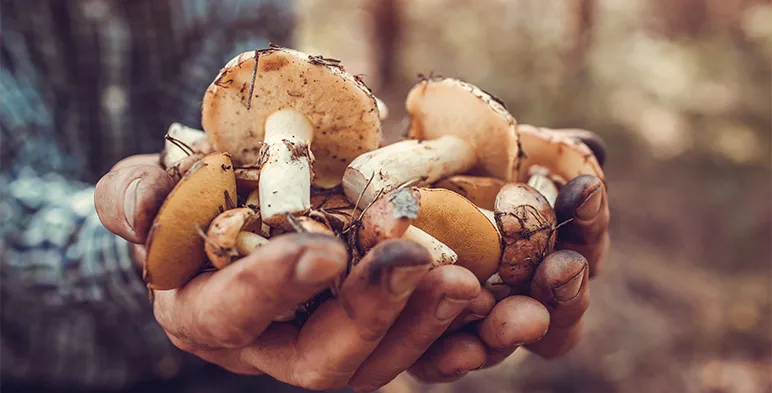 Mushrooms