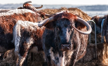 Protecting Native Livestock Breeds is About More Than Meat or Milk