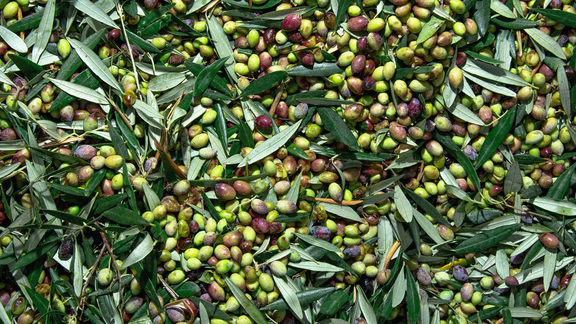Oliveolive_Asktheexpert_Article_header.webp