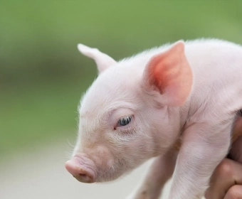 Animal Vaccination (Meat Safety) | How it works 