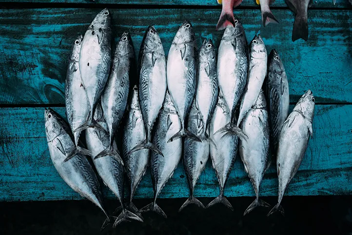 Fish