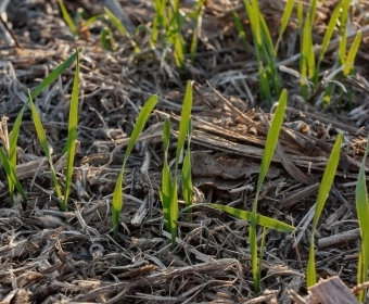 Wie funktioniert Regenerative Landwirtschaft 