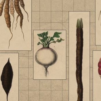 5 Root Vegetables to Rediscover This Winter