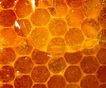 science-behind-honey-category.webp