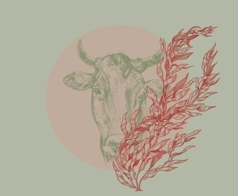 How to Reduce Methane Emissions | Could Seaweed Animal Feed Be The Answer?
