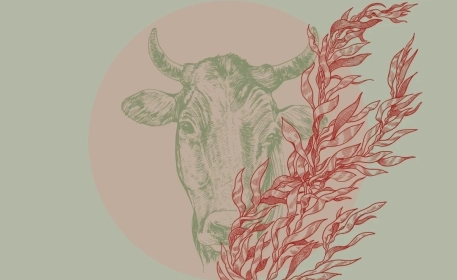 How to Reduce Methane Emissions | Could Seaweed Animal Feed Be The Answer?