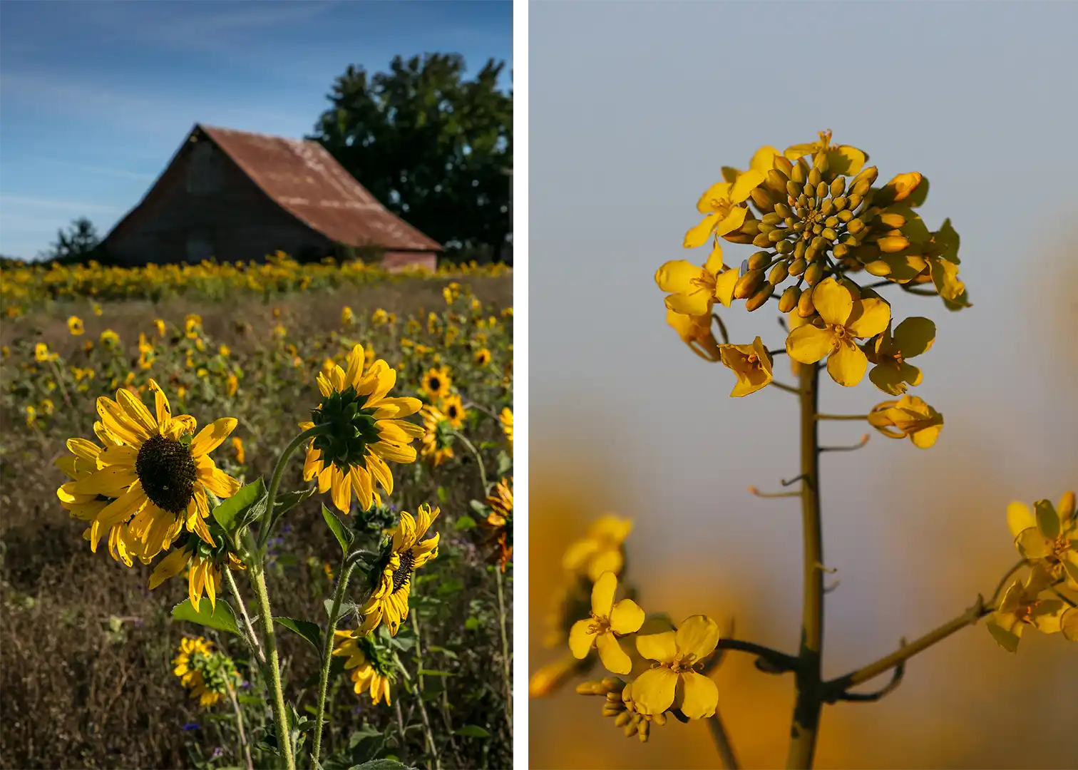 should you eat seed oil? 