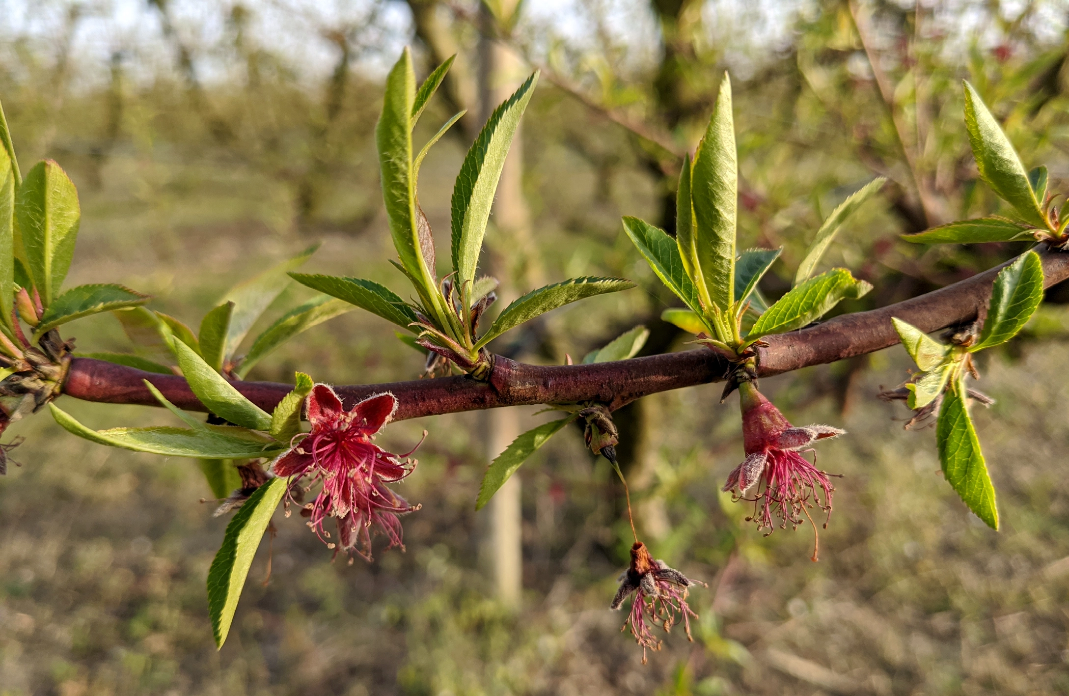 ach blossoms burnt by the frost, April 2021, Romagna, Italy.