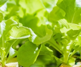 verticalfarming.webp