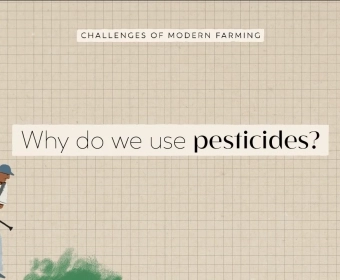 YT_Thumb_Pesticides.webp